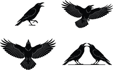 Obraz premium Set of four detailed black crow silhouettes showing birds in various flying and standing poses on a white background.