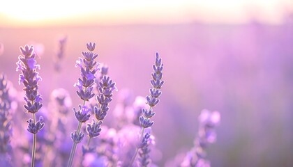 Obraz premium Lavender field at serene sunset hour.