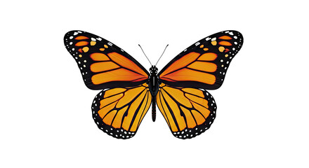 Obraz premium Monarch Butterfly