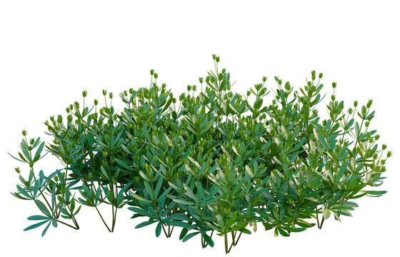 Galium odoratum tree, elevation, front view, cutout, transparent background, isolate, Detailed close-up of a vibrant green fern plant, showcasing intricate leaf textures and natural beauty.