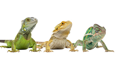 Naklejka premium Three colorful lizards sitting in a row on white background isolated on transparent background