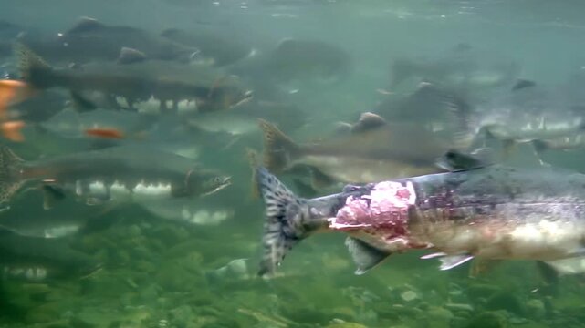 Enthralling gathering of Salmon swimming upstream in a river. They are on their epic journey to spawn. This event showcases nature's unwavering cycle in a pristine setting.