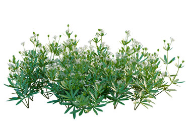 Galium odoratum tree, elevation, front view, cutout, transparent background, isolate, Detailed close-up of vibrant green rosemary sprigs, perfect for culinary and herbal themes.