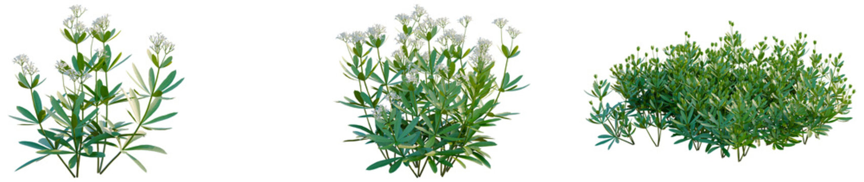 Galium odoratum tree, elevation, front view, cutout, transparent background, isolate, Close-up of vibrant green foliage with dew drops, perfect for nature and botany related designs.