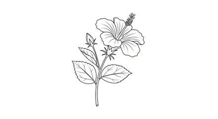 Hibiscus Flower Line Drawing Illustration