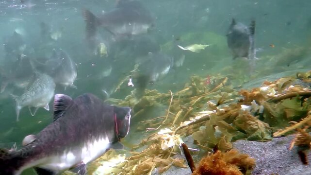 Witness the powerful migration of Salmon in the pristine streams and rivers of Alaska. Watch as they journey upstream to spawn, driven by instinct and the call of nature.
