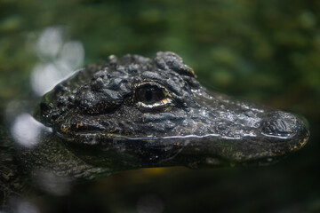 Fototapeta premium Alligator eye observing from dark water in swamp