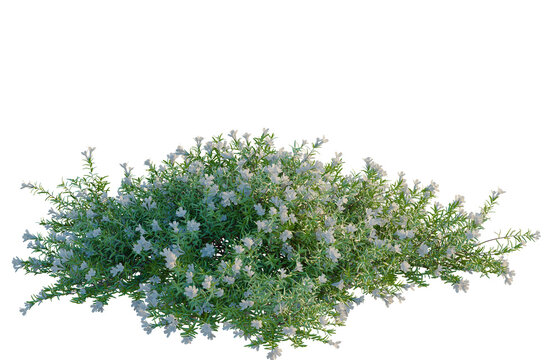 Lithodora diffusa tree, elevation, front view, cutout, transparent background, isolate, Fresh Rosemary Branch with Green Leaves on a Natural Background, close up view