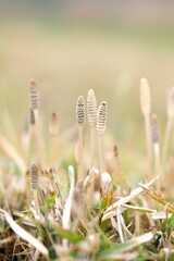 つくし, horsetail