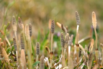 つくし, horsetail