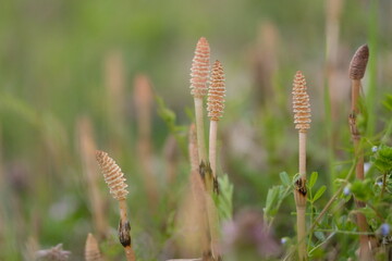 つくし, horsetail