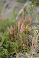 つくし, horsetail