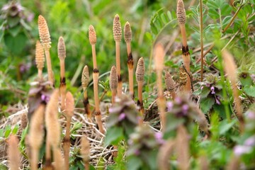 つくし, horsetail