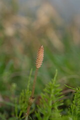 つくし, horsetail