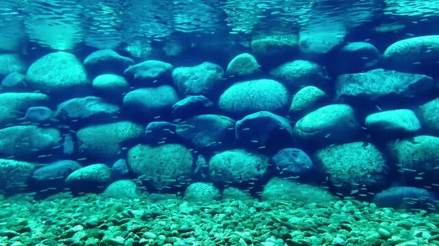 水槽に入った鮭の稚魚