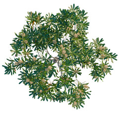 Banksia serrata tree plan, top view, cutout, transparent background, isolate, Delicate fern fronds...