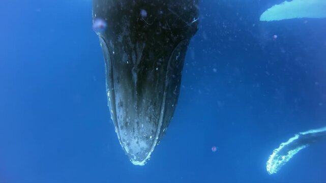 Beneath the crystal-clear waters of Tonga, witness an awe-inspiring interaction with a majestic Humpback Whale. The whale gently descends, offering a unique perspective of its immense size and grace.
