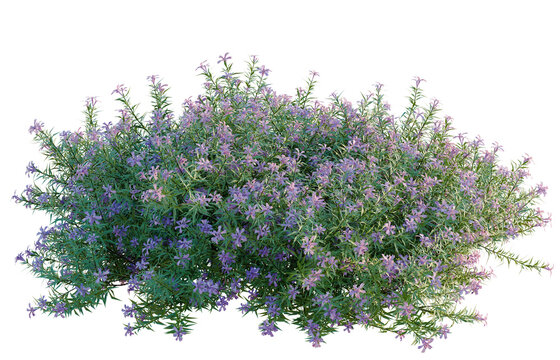 Phlox subulata tree, elevation, front view, cutout, transparent background, isolate, Detailed sprig of evergreen plant with a glossy texture, perfect for botanical design.
