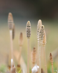 つくし, horsetail