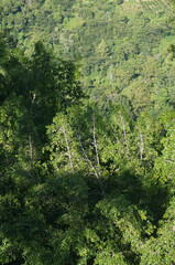 Fototapeta premium A captivating aerial view of a vibrant dense tropical forest canopy under natural light, showcasing the lush green foliage