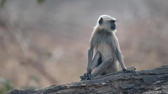 Gray langur monkey sitting on log in Indian wildlife reserve