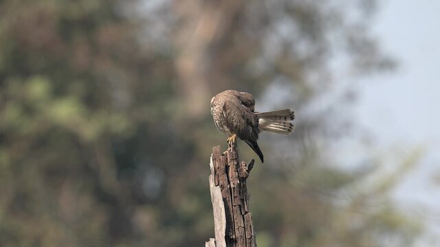 Common buzzard perched on dead tree stump forest bokeh