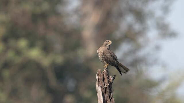 Common buzzard perched on dead tree stump forest bokeh