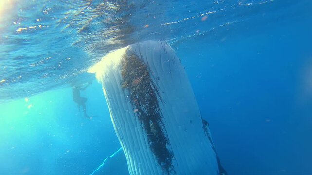 A majestic Humpback Whale is seen gliding through the deep blue waters of Maui. The large mammal swims gracefully, revealing its massive size and unique markings beneath the ocean surface.