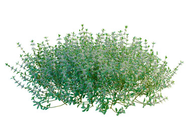 Obraz premium Teucrium chamaedrys tree, elevation, front view, cutout, transparent background, isolate, Detailed sprig of rosemary branch with leaves, close-up on a natural herb, perfect for food