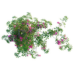 Ipomoea horsfalliae tree plan, top view, cutout, transparent background, isolate, Pink...