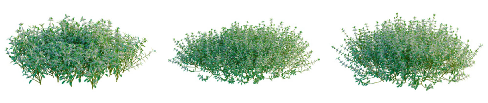 Teucrium chamaedrys tree, elevation, front view, cutout, transparent background, isolate, Detailed Lush Green Foliage Plant Close-Up Texture Background - Nature Stock Photo