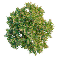 Fototapeta premium Leptospermum petersonii Lemon Lime n Bitters tree plan, top view, cutout, transparent background isolate