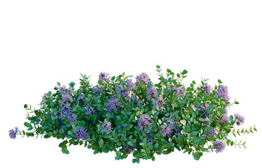 Obraz premium Thymus serpyllum tree, elevation, front view, cutout, transparent background, isolate, Lavender sprig close-up, purple flowers on green stem, floral background, botanical detail