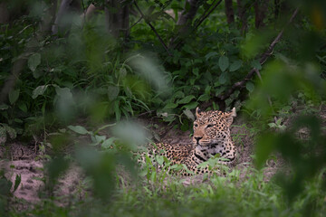 Female African Leopard (Panthera pardus) resting and camouflaged in a hollow in the dense bushveld
