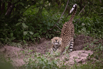 Majestic female African Leopard (Panthera pardus) stretching after rest in the bushveld, wildlife behavior © PetrDolejsek