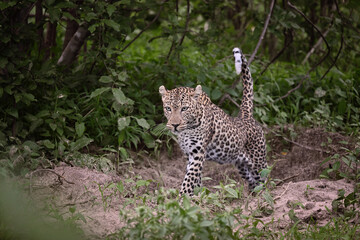 Obraz premium Female African Leopard (Panthera pardus) walking and starting to move in the bushveld, wildlife action