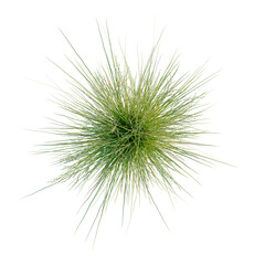 Poa labillardieri Eskdale tree plan, top view, cutout, transparent background, isolate, Lush green grass field texture, vibrant natural backdrop, springtime meadow, scenic landscape