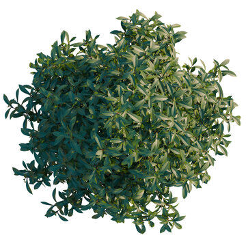 Tasmannia purpurascens tree plan, top view, cutout, transparent background, isolate, Detailed Holly Branch with Berries - Festive Greenery for Holiday Decor and Seasonal Designs