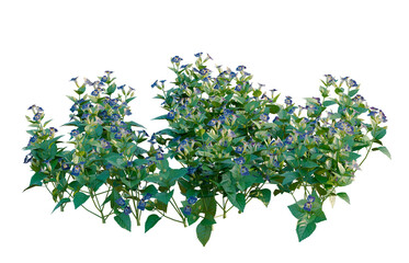 Obraz premium Torenia fournieri tree, elevation, front view, cutout, transparent background, isolate, Lush Green Ferns and Foliage - Detailed Botanical Illustration for Nature Lovers