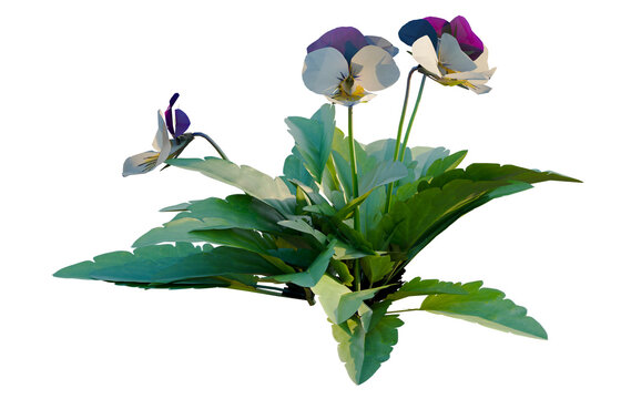 Viola cornuta tree, elevation, front view, cutout, transparent background, isolate, Delicate Purple Pansy Flower on Green Stem, Close-up Floral Background for Spring Design
