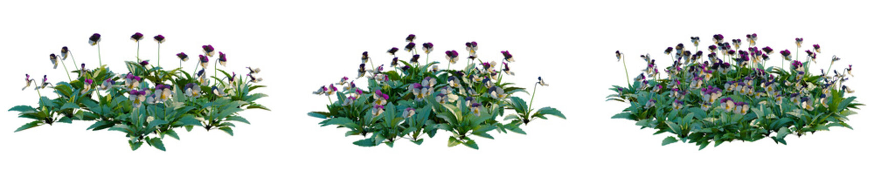 Viola cornuta tree, elevation, front view, cutout, transparent background, isolate, Close-up of vibrant violet flowers in a field, showcasing their delicate beauty and natural appeal.