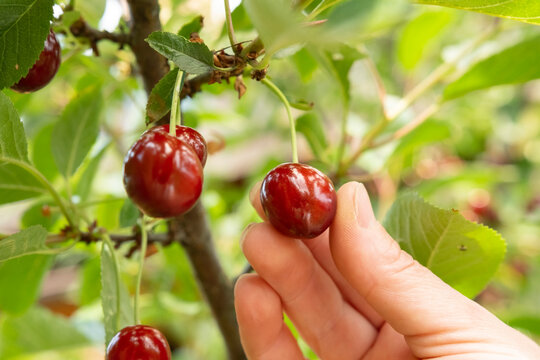 Cherry picking in a sunny orchard during late spring season near a small town