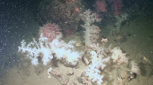 Pale, fragile soft corals sway gently on the seafloor. An anemone rests nearby. Filmed by a remotely operated vehicle deep in the Atlantic Ocean, during an expedition.