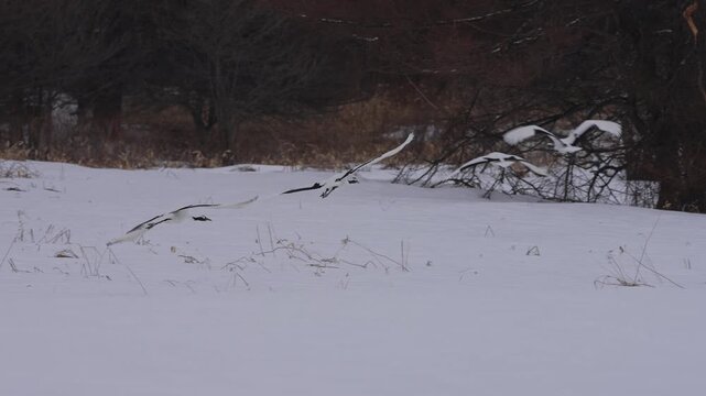  Endangered red crowned cranes taking flight in slow motion in the Hokkaido snow background.
