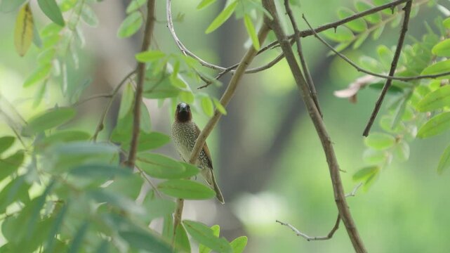 Slow-motion. Caly-breasted munia(Lonchura punctulata) is stalking branches, looking for prey.