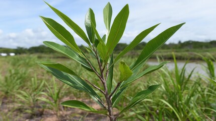 Fototapeta premium Young green sapling with slender branches reaching upward in a natural outdoor setting with a bright sky.
