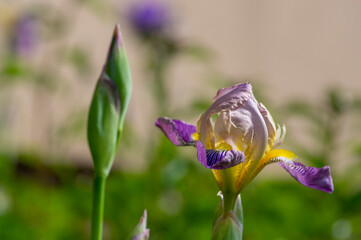 Iris sambucina colorful tall flowering springtime plant, elder scented iris white violet yellow flowers in bloom © Iva
