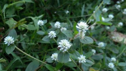 Fototapeta premium Kremah (Alternanthera sessilis) plant in the garden. Also known as sissoo spinach, Brazilian spinach, sessile joyweed, dwarf copperleaf.