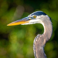 A close-up profile of a large gray bird with a yellow eye and beak
