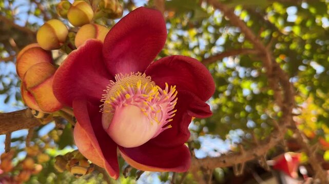 Red silk cotton flower blooms on a tree branch surrounded by green leaves. Tropical blossom, spring season.